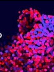 Palmarès Berlinale 2026